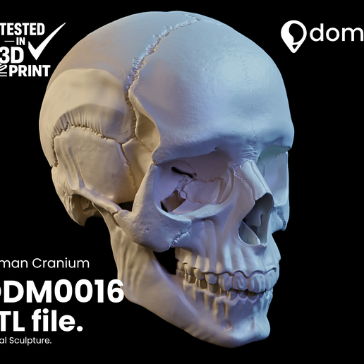 Realistic Human Skull STL | Scientific Anatomical Sculpture