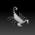 sco1.jpg scorpion