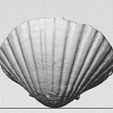 rear_display_large.jpg Sea Shell - Digitizer MultiScan