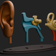 Oido_Render_V2.png Modelo educativo del oído humano en 3 partes + base separada (8 cm)