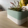 MACETA-3.jpeg Pot carnivorous plants
