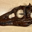 Life size baby T-rex skeleton - Part 01/10