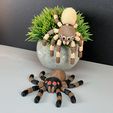IMG_3757.jpg Flexi Spider (Articulated)