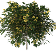 1.png Green Tree Flowers 3D Model