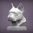 French_Bulldog3.jpg French Bulldog bust 3D print model
