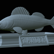 Zander-statue-32.png fish zander / pikeperch / Sander lucioperca statue detailed texture for 3d printing