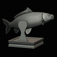 common-carp-trophy-2-2-1-30.png COMMON CARP (CYPRINUS CARPIO) fish in motion trophy statue detailed texture for 3d printing