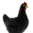 Chicken.png Декоративный цыпленок