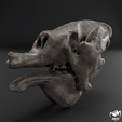 Megatherium-skull-_0002.png Megatherium americanum - Schädel eines Riesenfaultiers 3D-Druckmodell
