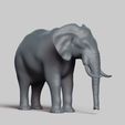 R03.jpg elephant pose 01