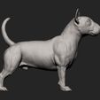 bull-terrier7.jpg bull terrier 3D print model
