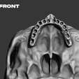 FRONT.png Human Skull