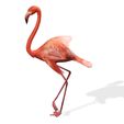 A2.jpg DOWNLOAD Flamingo 3D MODEL ANIMATED - BLENDER - 3DS MAX - CINEMA 4D - FBX - MAYA - UNITY - UNREAL - OBJ -  Flamingo DINOSAUR DINOSAUR Flamingo DINOSAUR BIRD