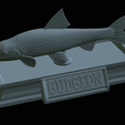 Gudgeon-statue-31.png fish gudgeon / gobio gobio statue detailed texture for 3d printing