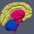 17.png 3D Model of Human Brain v3