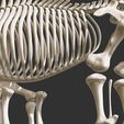 10.jpg Coelodonta - elasmotherium : Complete skeleton