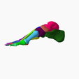 3.png SKELETON OF THE RIGHT FOOT 3D SEGMENTED - 28 PARTS