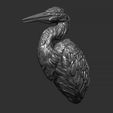 13.jpg Grey Heron bust