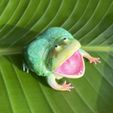 open-mouth_budgett's_frog-04.jpg Rã de Budgett de boca aberta