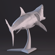 13.png White Shark Statue