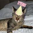 ANIMAL-PARTY-HAT-PLASTIC-3D-PRINT-by-qbed-3.jpg MEOW A WISH CAT PARTY HAT