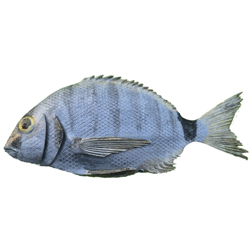 🐠 White Sea Bream Fish・ STL File for 3D printing・Cults