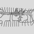 file-29.jpg Venous system thorax abdominal vein labelled 3D model