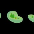Chloroplast_Diffuse_Color.jpg Chloroplast Cross Section Anatomy