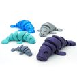 DSC01406-copia.jpg STL file Articulated Manatee・3D printing idea to download, mcgybeer