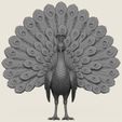 Peacock-Bird-03.jpg Птица павлин