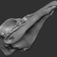 Avian-skull-2.png OBJ-Datei Vogel-Totenkopf kostenlos・Design für 3D-Drucker zum herunterladen