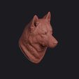 husky_0003.jpg Husky Head