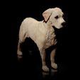 Labrador-Retriever03.jpg Labrador Retriever- STL & VRML COLOR FORMAT !- DOG BREED - SITTING POSE - 3D PRINT MODEL
