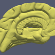 20.png 3D Model of Human Brain v3