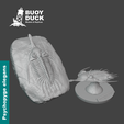 Psychopyge-Update-Cover-1.png Трилобит Psychopyge elegans