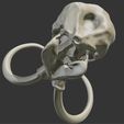 06.png 3D mammoth skull