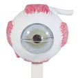 3b-scientific-eye-anatomy-model-set__68813.jpg 3D Eye Anatomy and Microanatomy Model