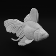 22.png Ryukin Fancy Goldfish - Realistic Fish Pet