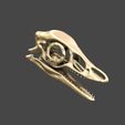 02.jpg Archaeopteryx skull in 3D