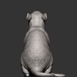 rat11.jpg Rat on hind legs 3D print model