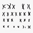 Karyotype_Thumbnail.png Human Karyotype - Male and Female