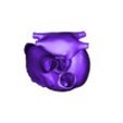 STL_Hart_basis.stl 3D Heart Anatomy with Codominance