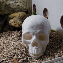 humanskull6.jpg 3D file Human Skull for terrarium・3D printing design to download