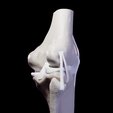 knee2.png Knee Anatomy