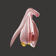 clitoris001.jpg 3D file Clitoris Anatomy - Resting Clitoris・3D print design to download