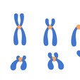 Chromosomes_Color.png Types of Chromosomes