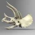d.jpg Stegoceratops Dinosaur Skull Skeleton