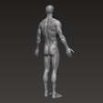 4.png Anatomically correct muscular male body Low and High Poly Low-poly 3D model