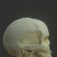 Screenshot_2023-11-02-19-01-43-857_com.stephaneginier.nomad~2.jpg Skull Sculpt