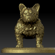 1.png Exotic frenchie Hairy (Fluffy)